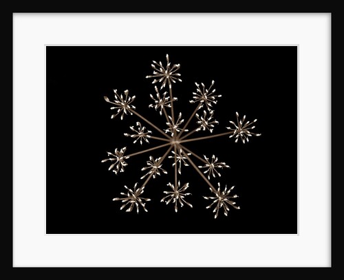 Cow parsley by Assaf Frank